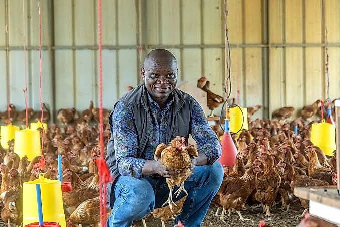 Poulets de chair dans un hangar d'élevage avicole