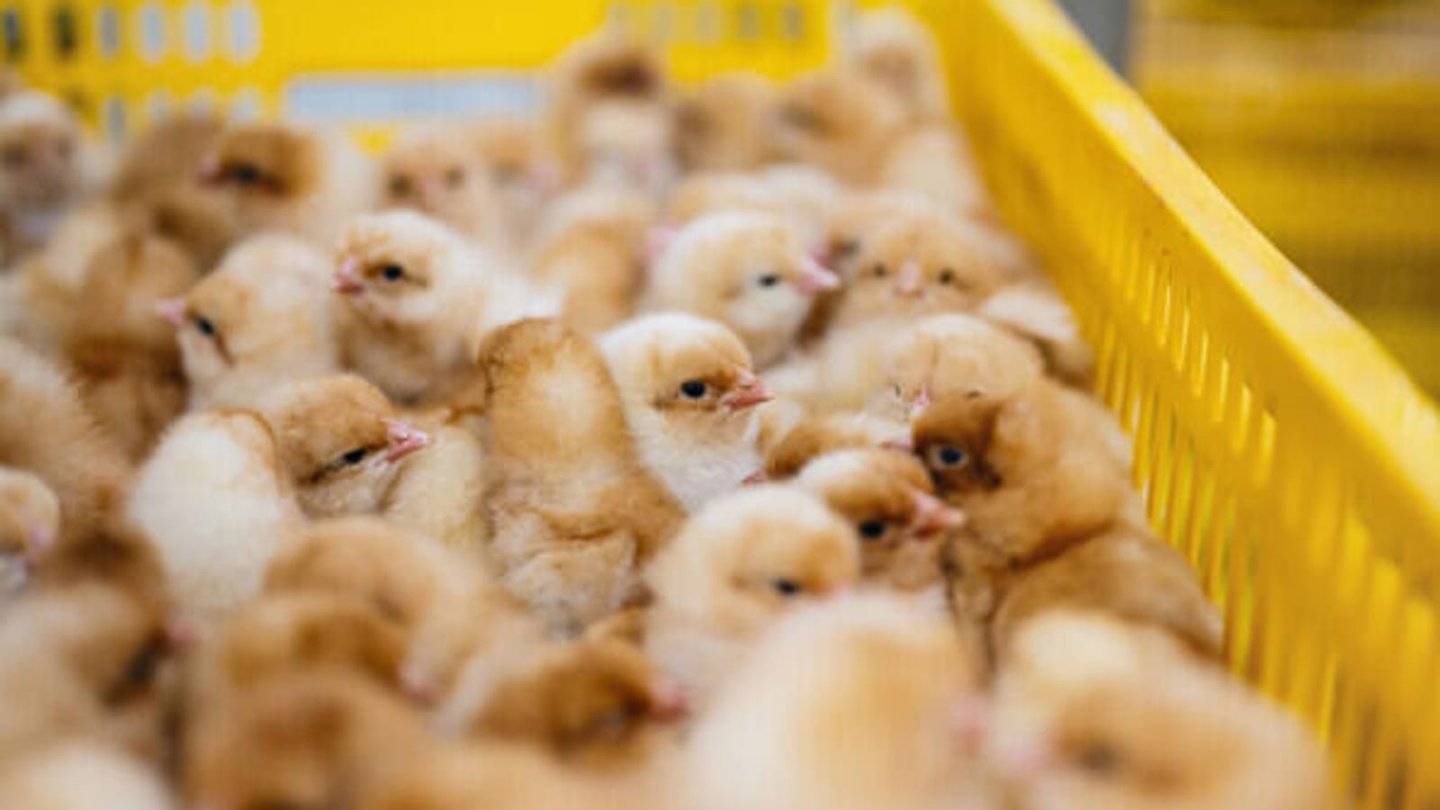 Poussins jaunes entassés dans une couveuse d'élevage avicole
