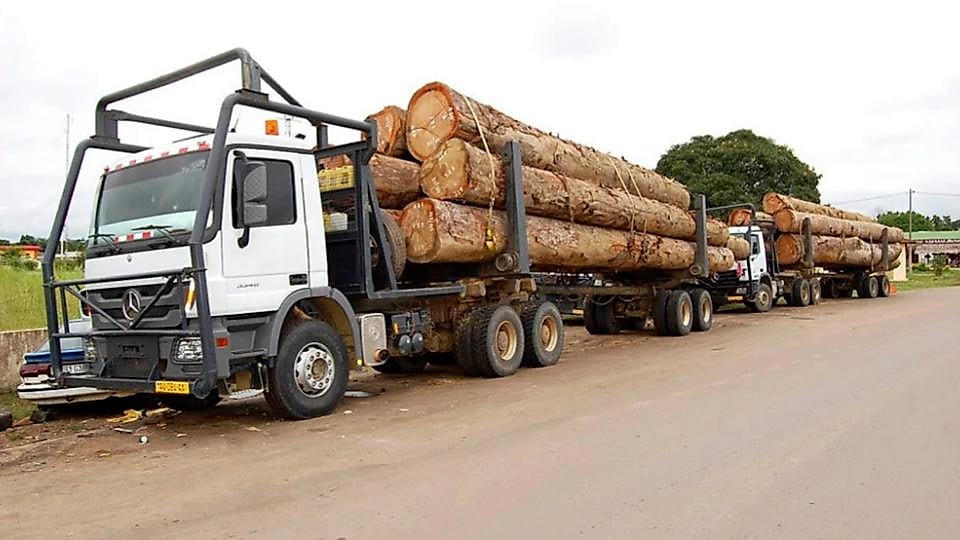 Grumes de bois empilées sur un site d'exploitation forestière au Gabon