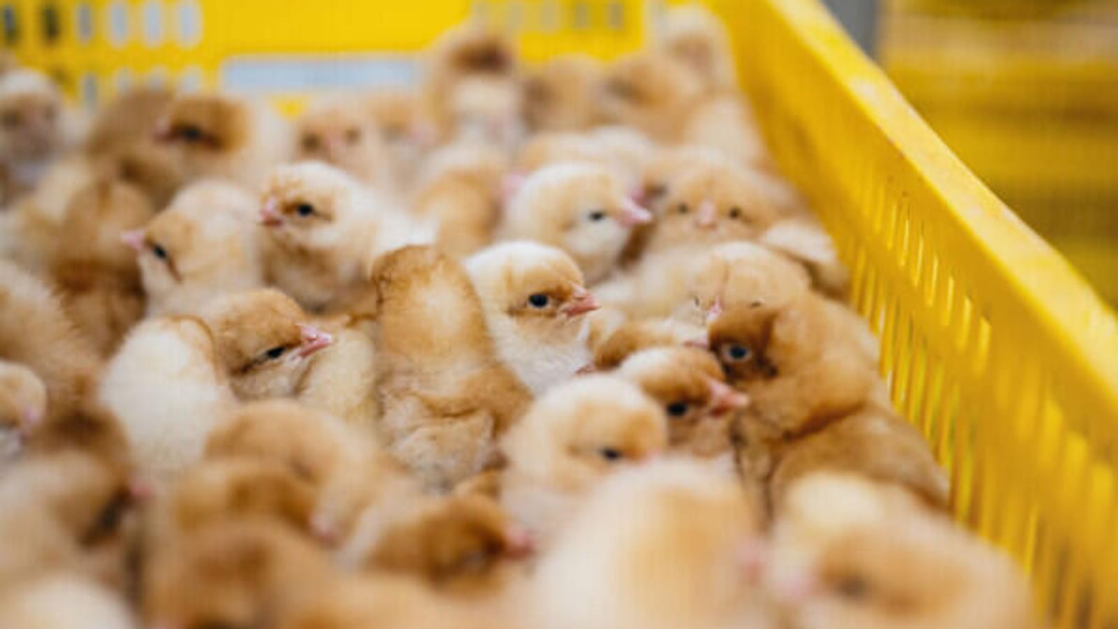 Poussins d'un jour dans un élevage avicole gabonais