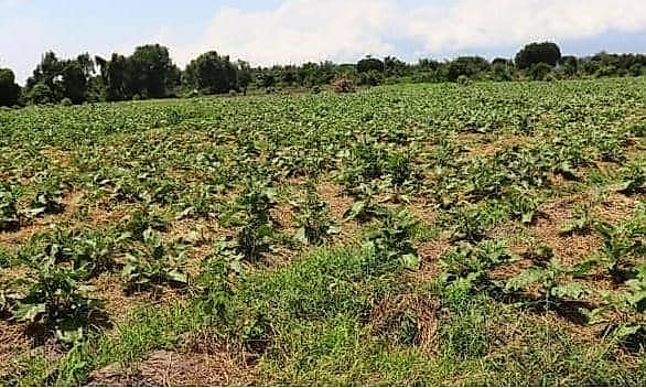 Des agriculteurs travaillant dans un champ en Afrique de l'Ouest