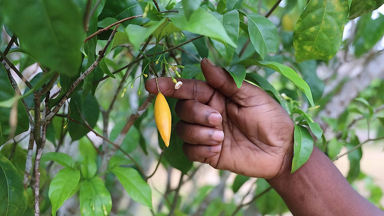 Racines d'iboga posées sur un linge, récoltées en forêt tropicale au Gabon