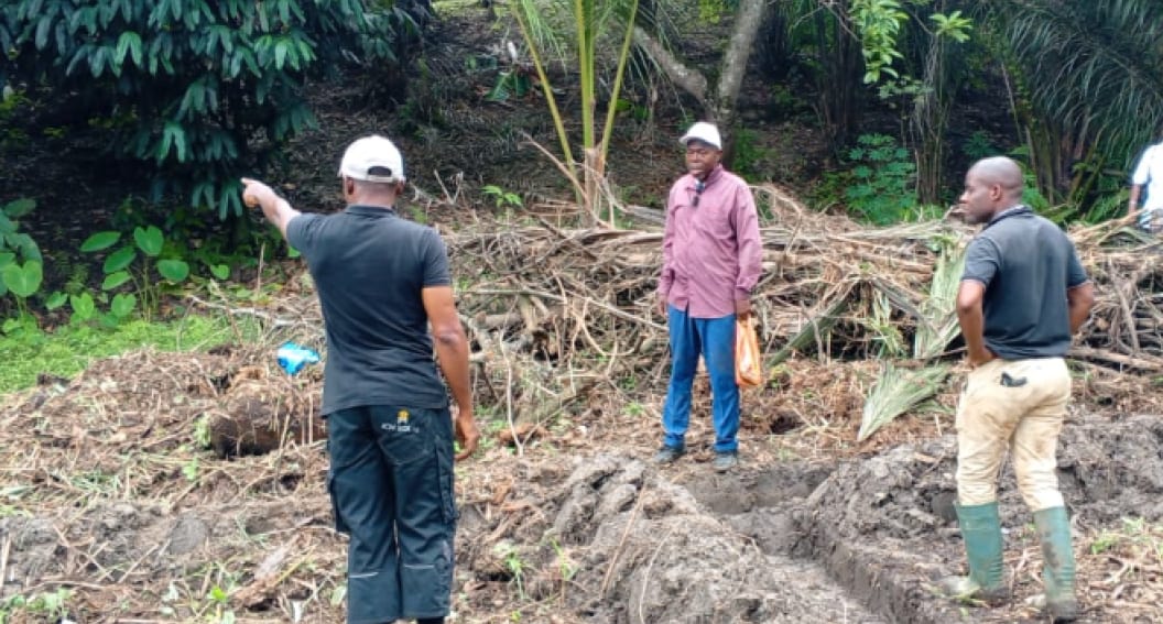Parcelle agricole de démonstration au Gabon avec des plants en rangées
